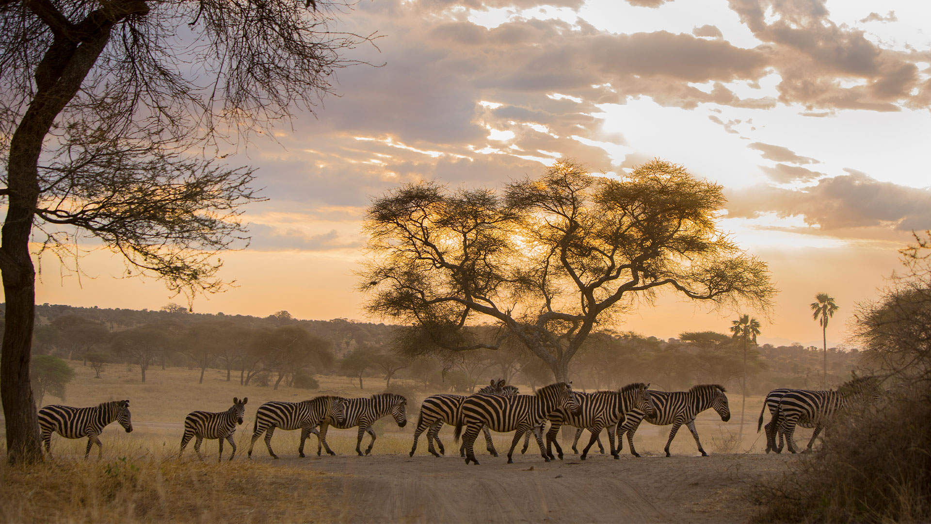 Zerbras on the savanna